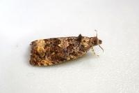 Endothenia oblongana