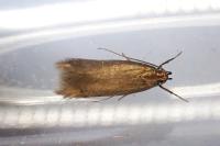 Oxypteryx unicolorella
