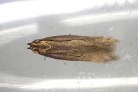 Oxypteryx unicolorella