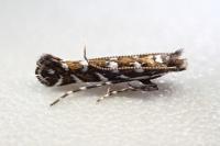 Parectopa ononidis