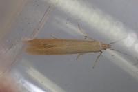 Coleophora caespititiella