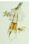 Coleophora caespititiella