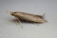 Coleophora serratella