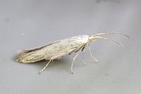 Coleophora kuehnella