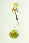 Coleophora kuehnella