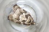 Cnephasia stephensiana