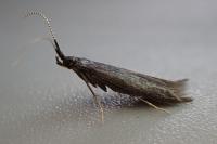 Coleophora albitarsella