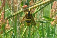 Sesia apiformis
