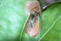 Phyllonorycter platani
