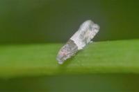 Gypsonoma aceriana