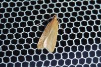 Helcystogramma rufescens