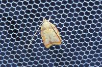 Carcina quercana