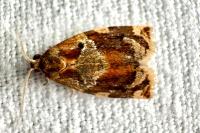 Archips xylosteana