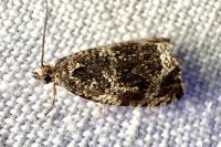 Celypha lacunana