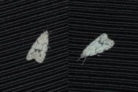 Symmoca signatella