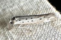Yponomeuta padella