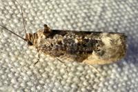 Hedya nubiferana