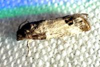 Spilonota ocellana