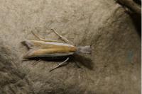 Pleurota aristella