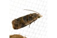 Lobesia botrana