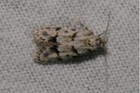 Symmoca signatella