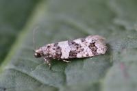 Isotrias rectifasciana