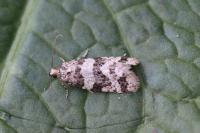 Isotrias rectifasciana