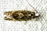 Zeiraphera isertana