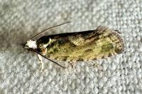 Zeiraphera isertana