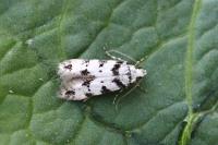Pseudotelphusa scalella