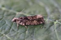 Zeiraphera isertana