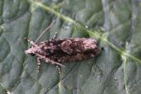Zeiraphera isertana