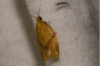Clepsis consimilana