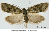 Cnephasia cupressivorana
