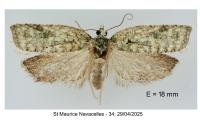 Acleris literana