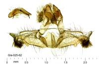 Acleris literana