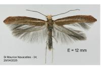 Zelleria hepariella