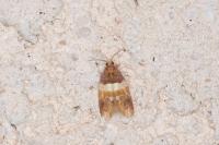 Epinotia festivana