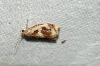 Archips crataegana
