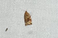 Archips xylosteana