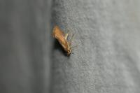 Crassa unitella