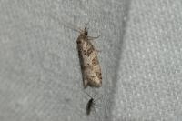 Cnephasia