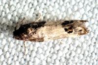Spilonota ocellana