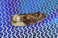 Hedya nubiferana