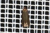 Oxypteryx unicolorella