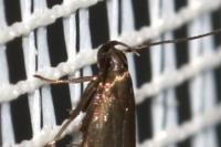 Oxypteryx unicolorella