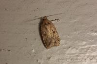 Agonopterix arenella