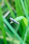 Acrolepiopsis assectella