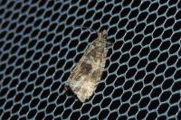 Celypha lacunana