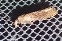 Eucosma